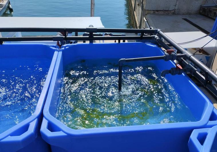 Cultivos de algas para limpiar el agua del puerto de Alicante