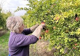 Una agricultora cosechando la granada mollar