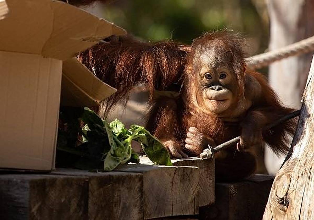 Río Safari Elche cumple 40 años como referencia conservacionista y de ocio en la Costa Blanca