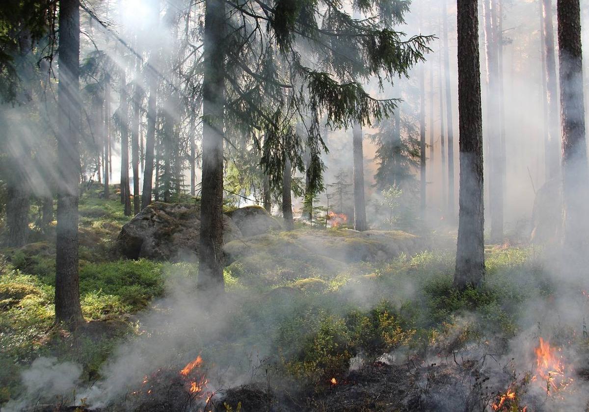 Un incendio forestal.