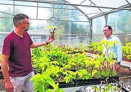 Adrián Grau y Juan Martínez muestran los esquejes que se repoducen en un invernadero.