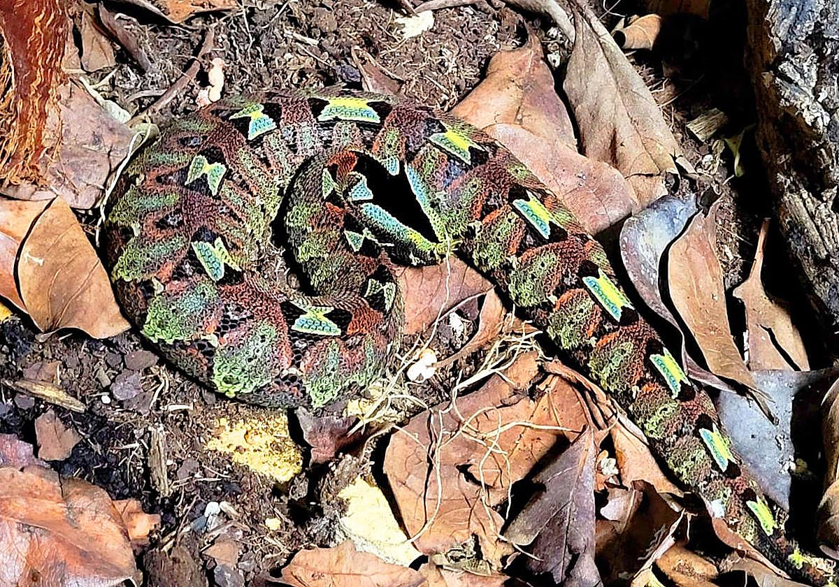 Uno de los ejemplares de víbora mariposa en Terra Natura Benidorm.