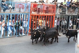 Xàbia celebra sus bous al carrer