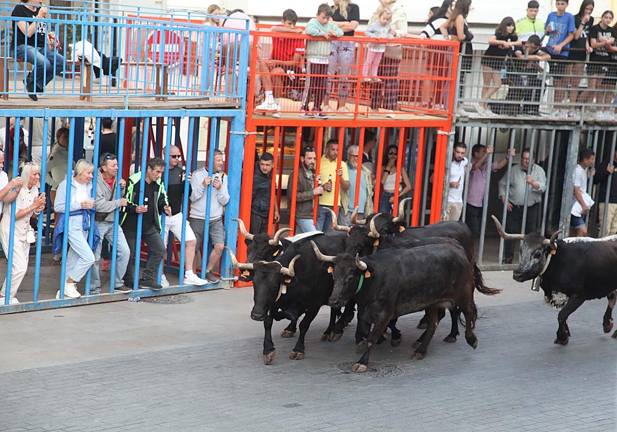 Xàbia celebra sus bous al carrer