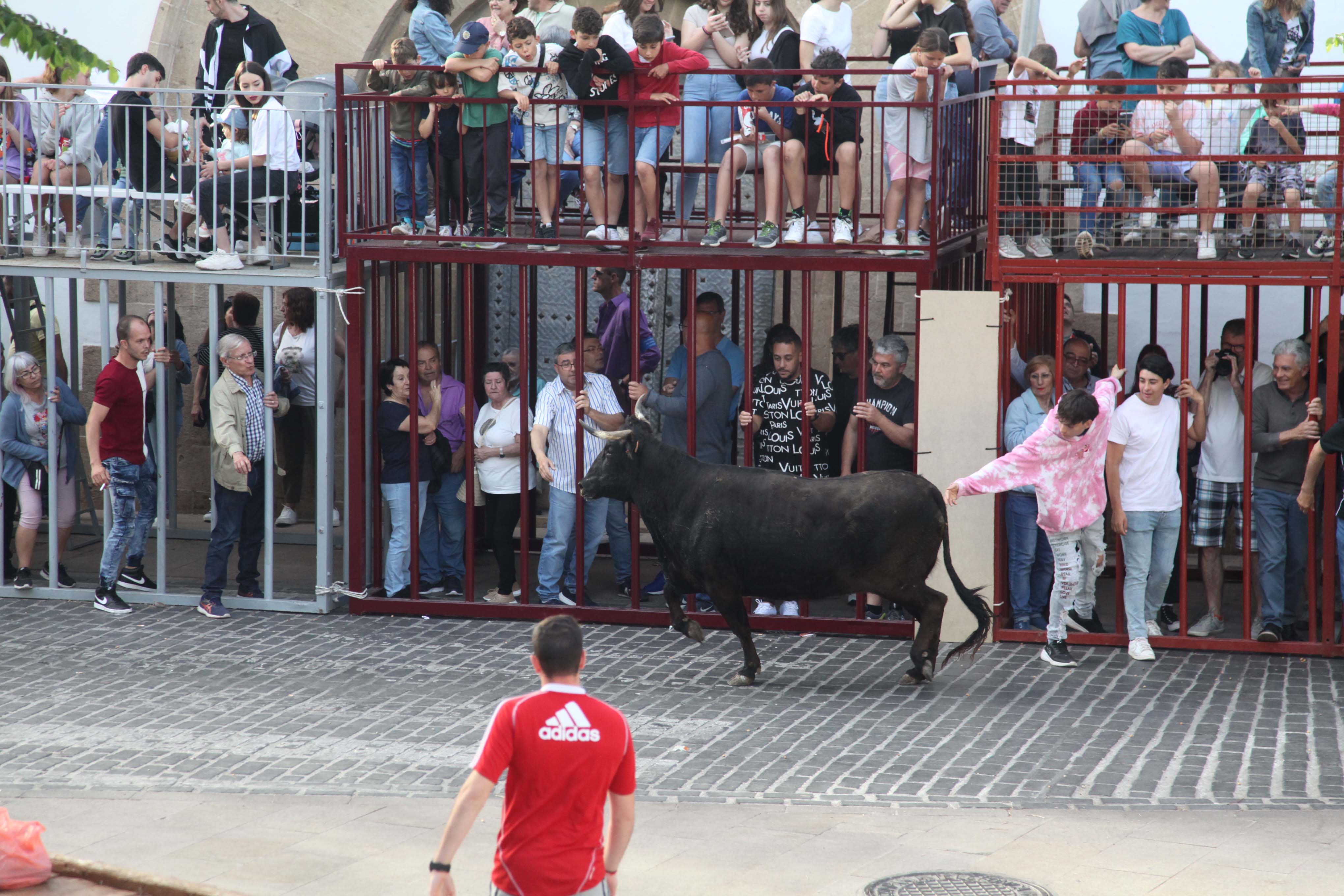 Xàbia celebra sus bous al carrer