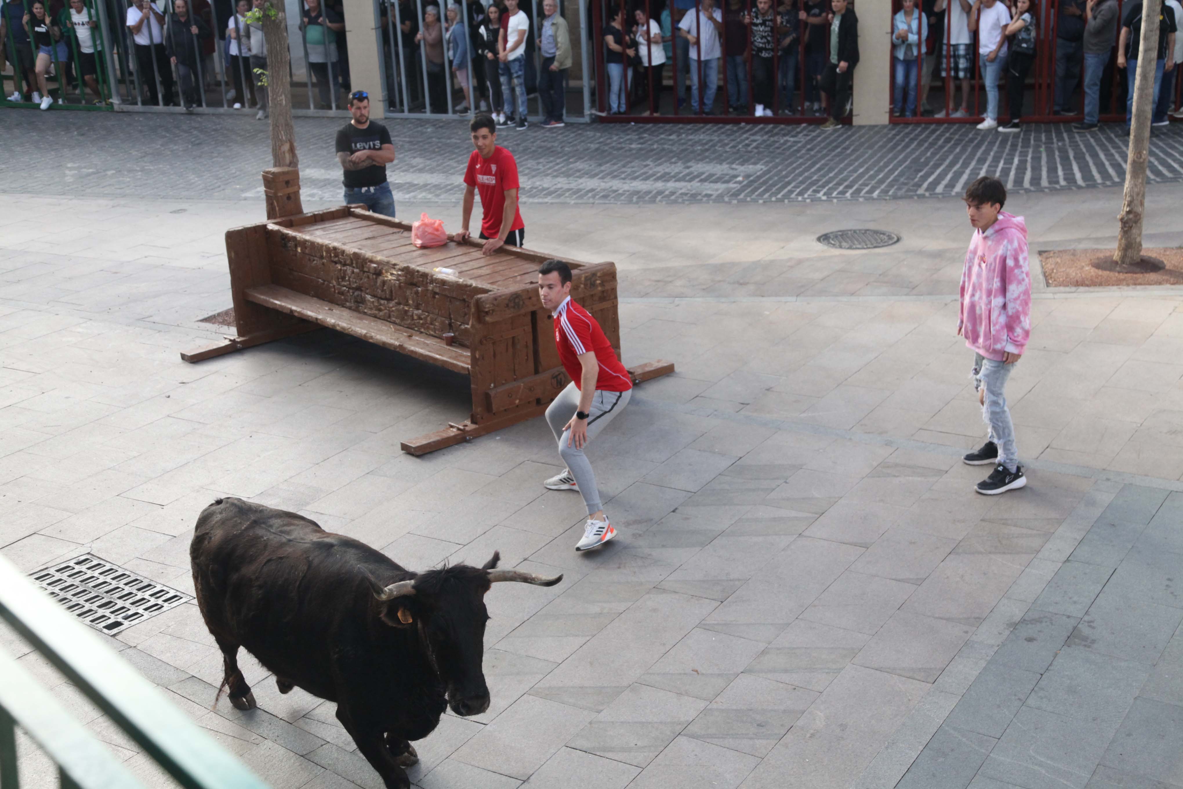 Xàbia celebra sus bous al carrer
