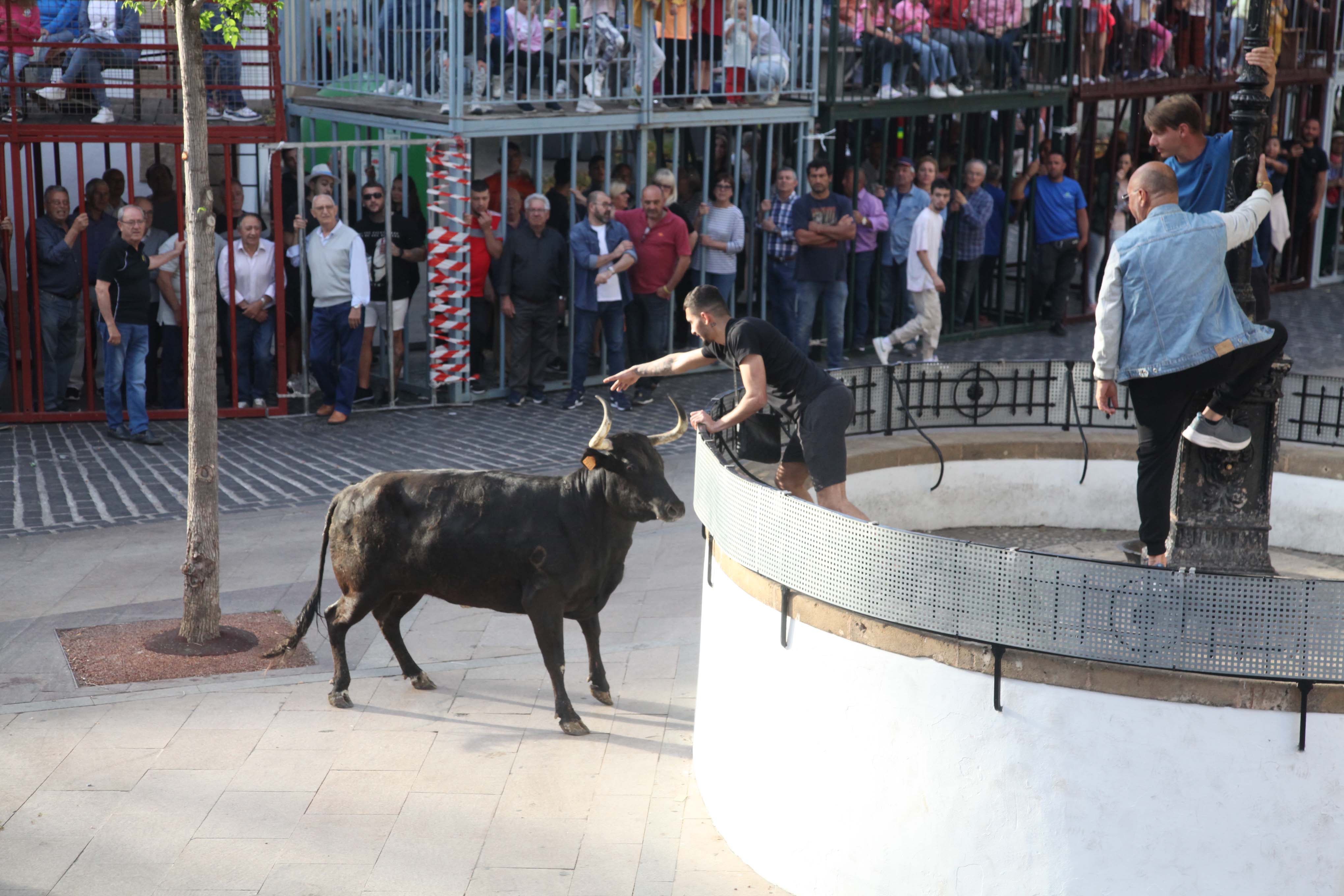 Xàbia celebra sus bous al carrer