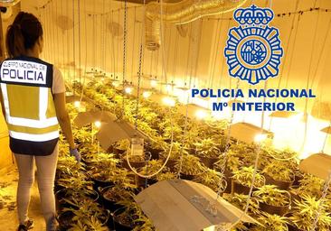 Plantación de marihuana en Elda: tres detenidos por tráfico de drogas