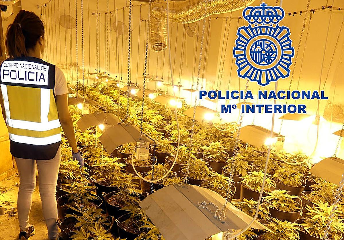 Plantación de marihuana desmantelada en Elda.