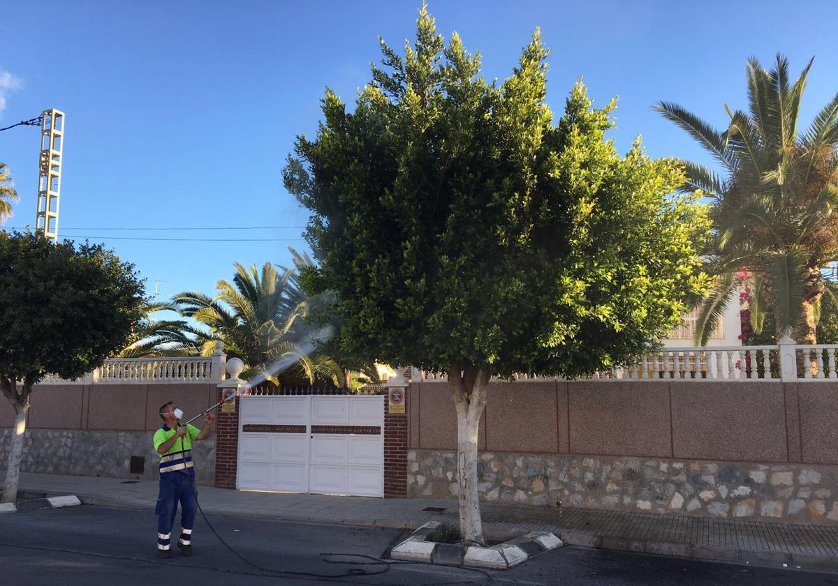 Operarios fumigando árboles