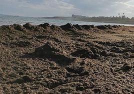 El 'alga asiática' forma grandes acúmulos en las playas, como se ve en la imagen, de difícil gestión y retirada por parte de los ayuntamientos afectados.