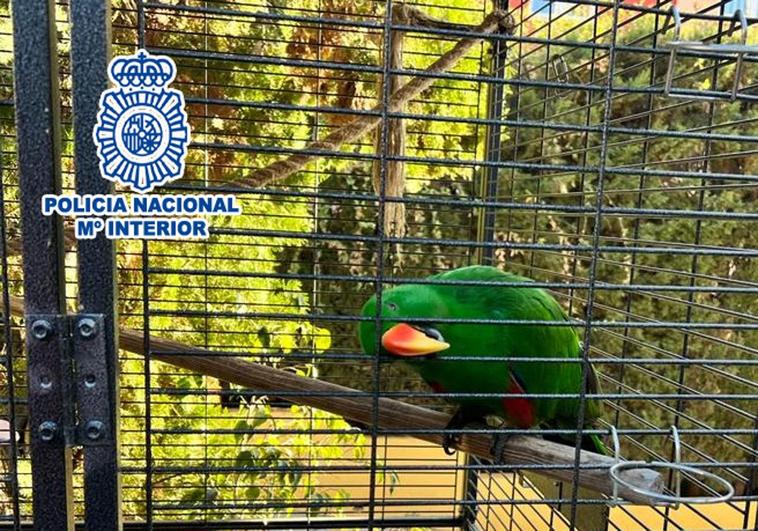 Detenido por robar un loro en Benidorm
