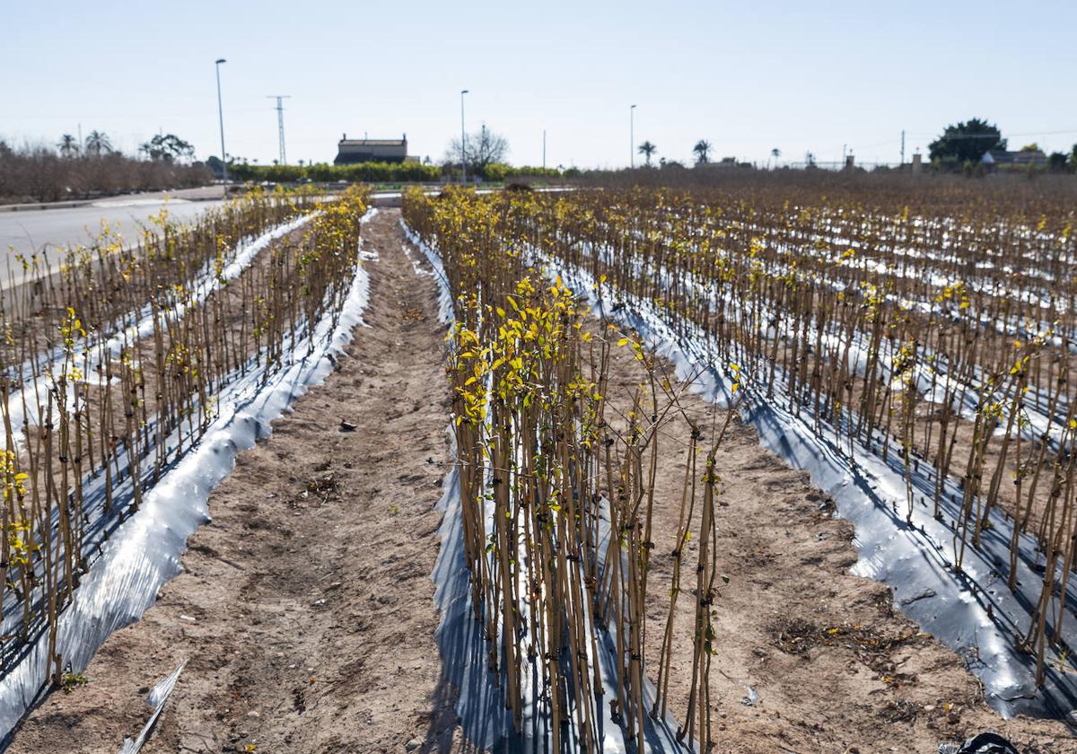 Plantación de granadas en Elche.