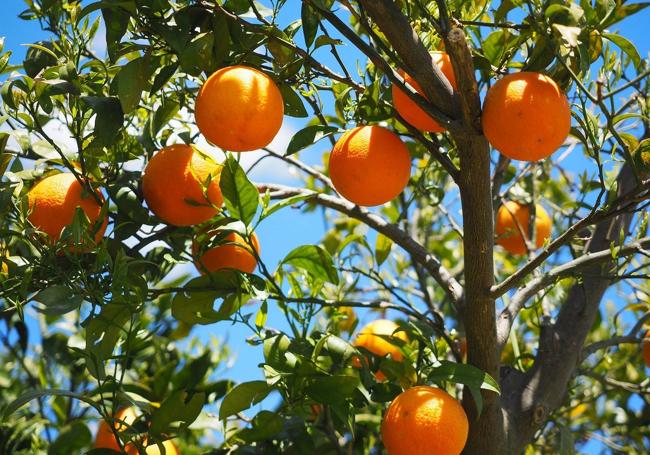 Producción de naranjas