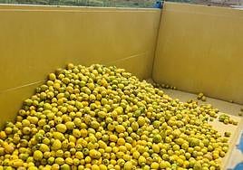 Destrío de limones en una plantación de la Vega Baja