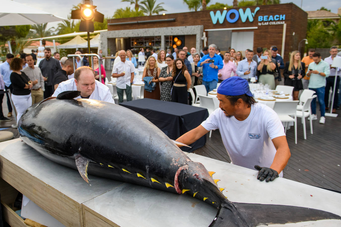 Imagen principal - Diversas fases del 'ronqueo' del atún.