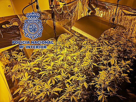 Parte de la droga incautada por los agentes.