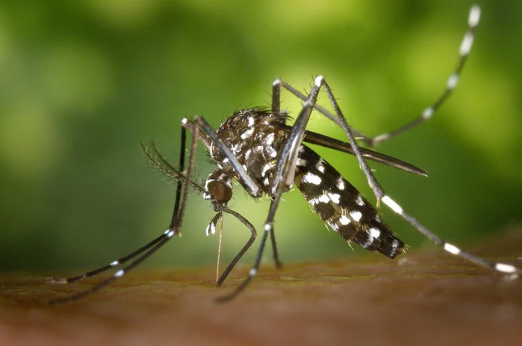El mapa del mosquito tigre en Alicante: solo 8 municipios esquivan su presencia