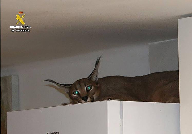 Imagen principal - Imágenes del lince y de la detención de los presuntos autores del robo.