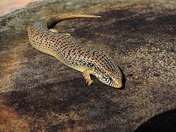 Ejemplar de Eslizón ocelado, especie invasora detectada en humedales del sur de Alicante.