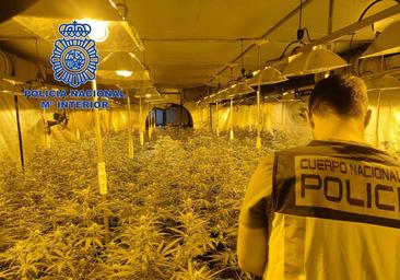 De fabricar zapatos en Elche a cultivar marihuana