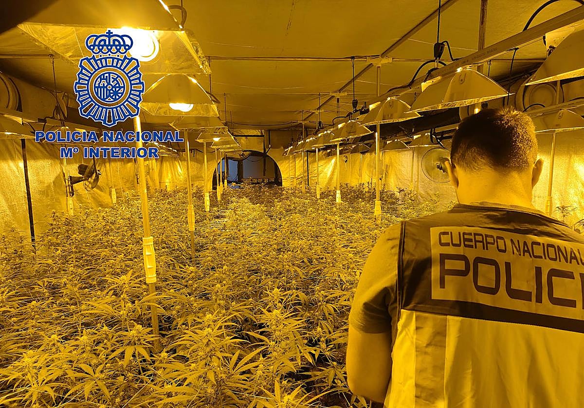 Un agente delante de la plantación descubierta.