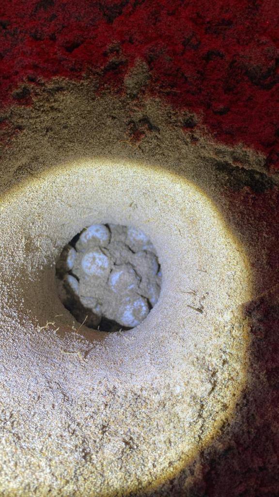 Imagen secundaria 2 - La playa de Dénia registra un segundo nido de tortuga con 111 huevos