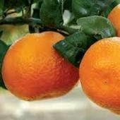 Consecuencias del cambio climático: menos naranjas y de peor calidad este 2023