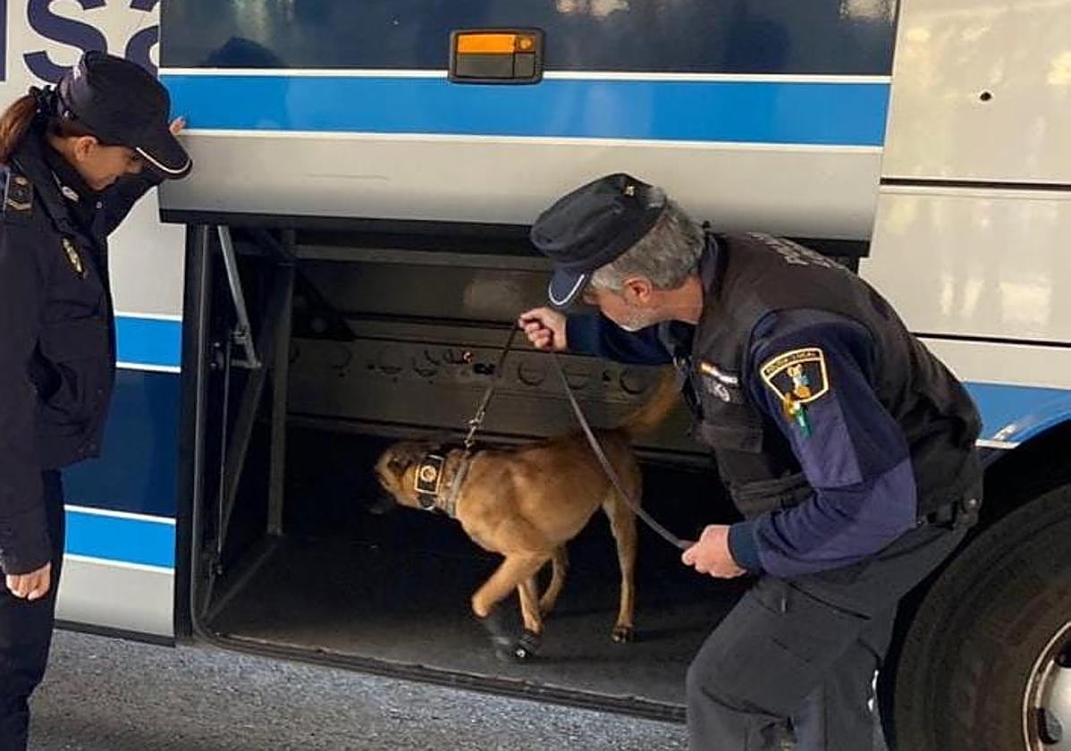 Imagen de archivo de una intervención de uno de los perros de la Unidad Canina de la Policía Local de Alicante.