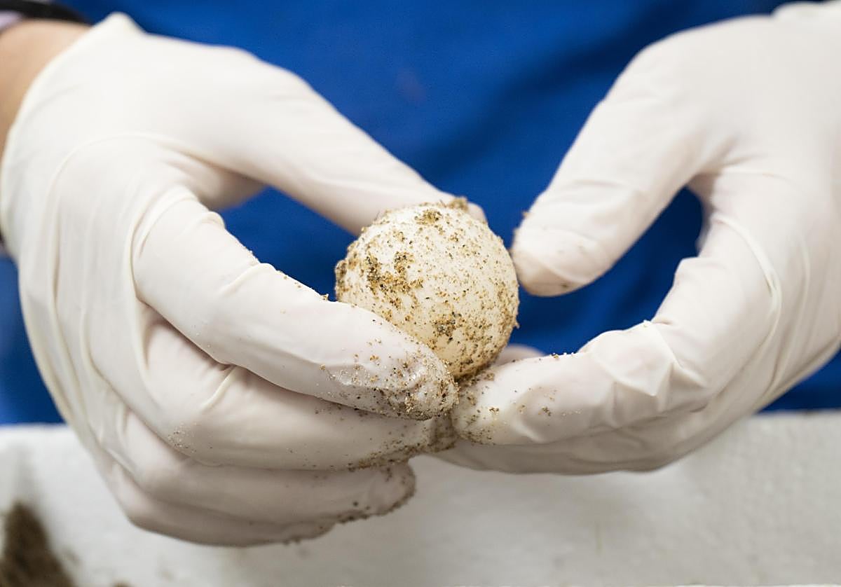 Uno de los huevos trasladados a l'Oceanogràfic.