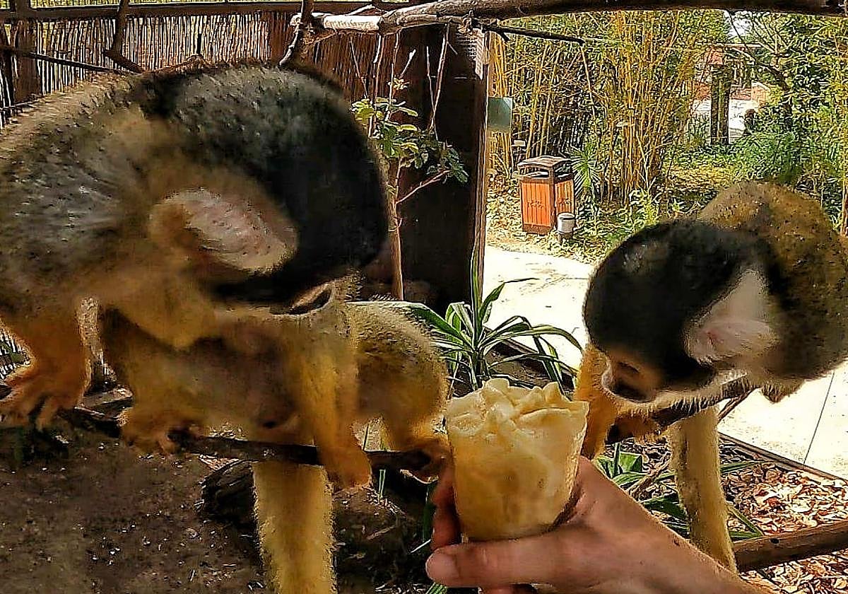 Helados de macarrones para sofocar el calor en animales