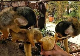 Dos ejemplares de saimiri comen helado.