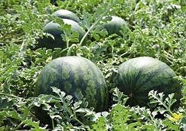 La sandía, una tradicional fruta de verano, que escasea por la falta de agua.