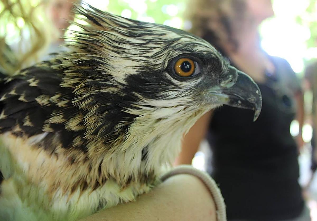 Un polluelo de águila pescadora, preparada para introducirse en el hábitat de la Marjal de Pego.