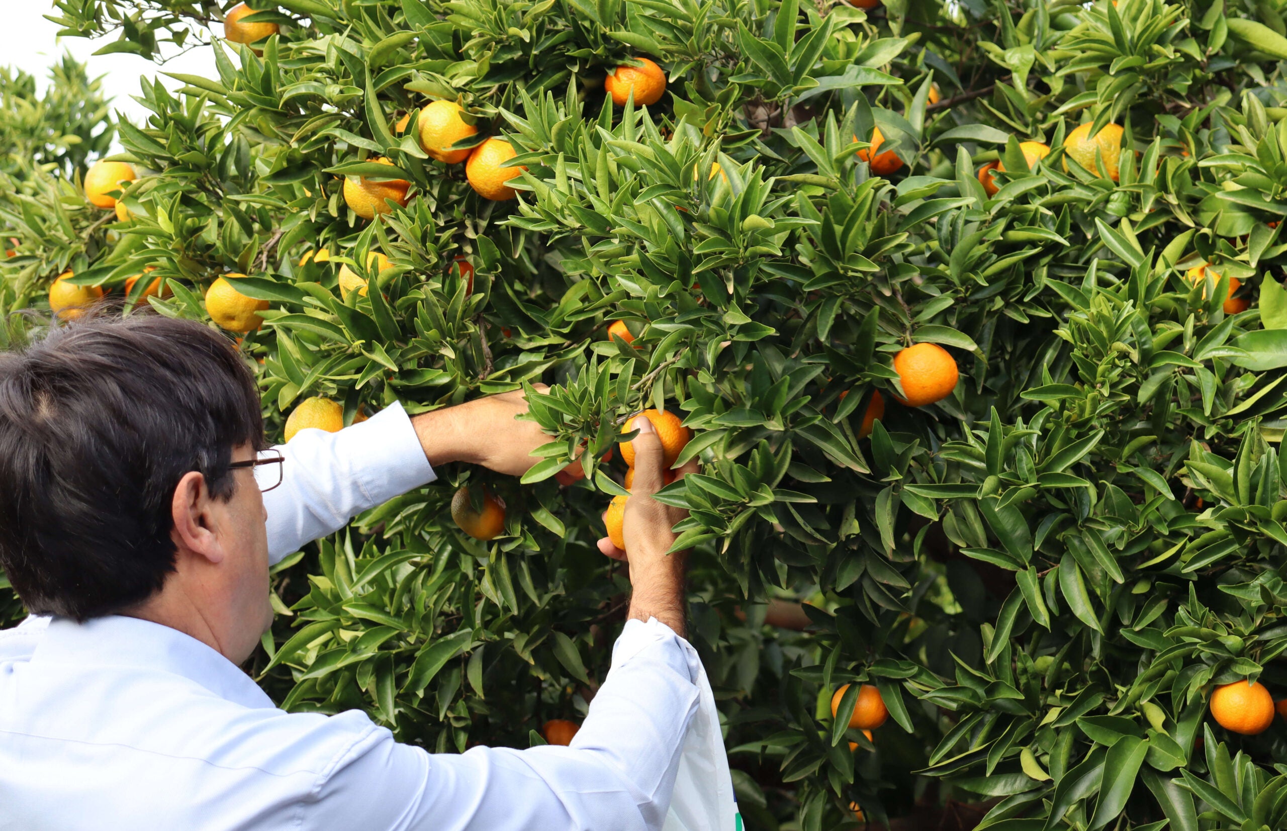 Recolección de naranjas.