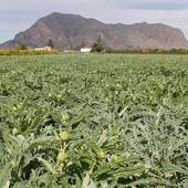 La alcachofa de la Vega Baja tendrá premio en Alicante Gastronómica