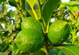 Limones en la Vega Baja.