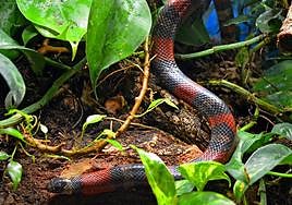 Serpiente rescatada en las instalaciones de Terra Natura Benidorm.