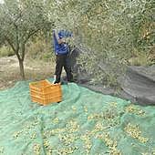 La «escasa» cosecha de olivas en Alicante dispara el precio del aceite hasta en un 86%