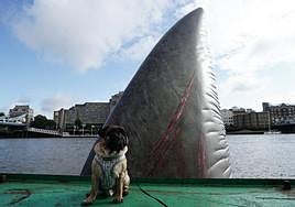 Muestra de una aleta de Megalodón en tamaño real en Londres.