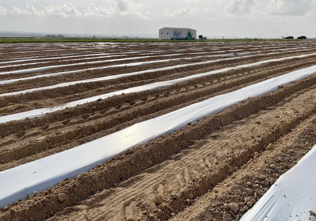 Sistema de acolchados para reducir el impacto del calor en los cultivos