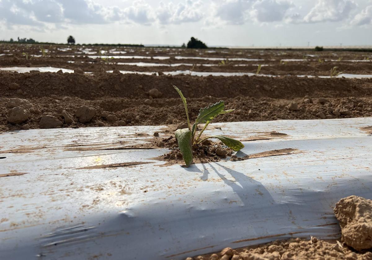 Cultivo de Alcachofas en Orihuela