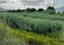 Foto del río Segura a su paso por Orihuela.