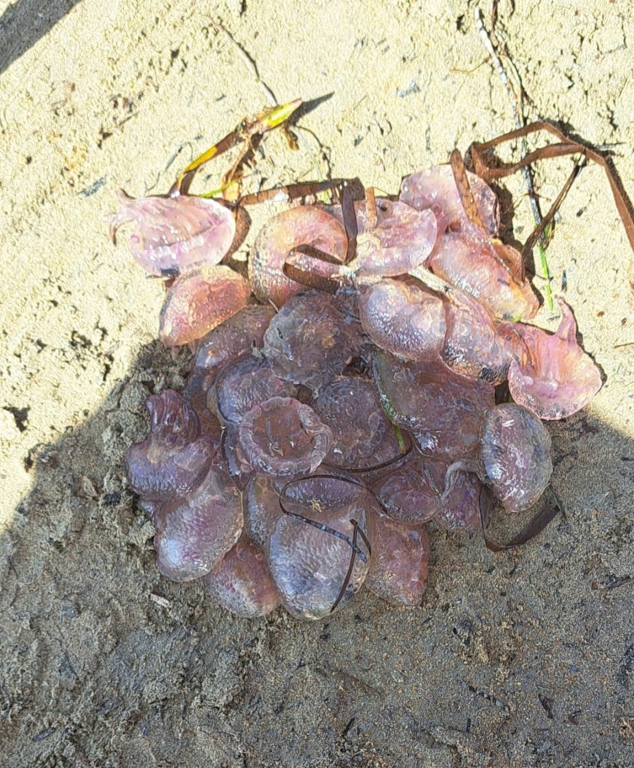 Concentración de medusas a orillas de la playa Punta del Raset.