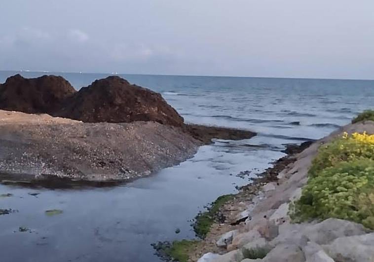 La posidonia tapona la desembocadura del río Girona de Dénia.