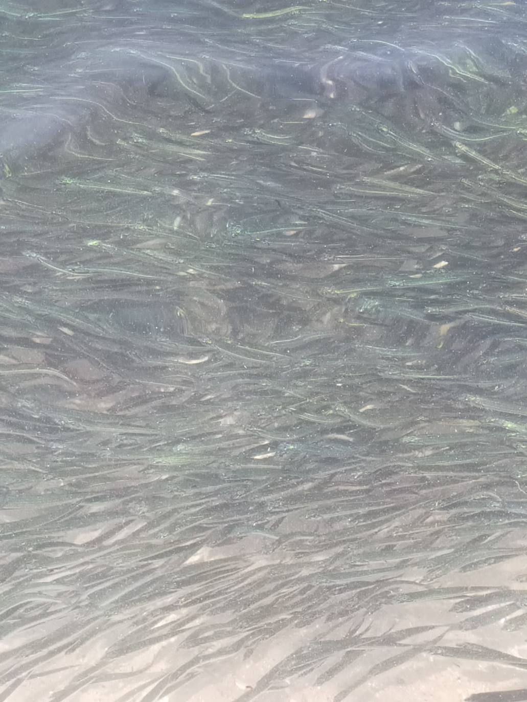 Miles de alevines invaden la playa de Les Marines de Dénia