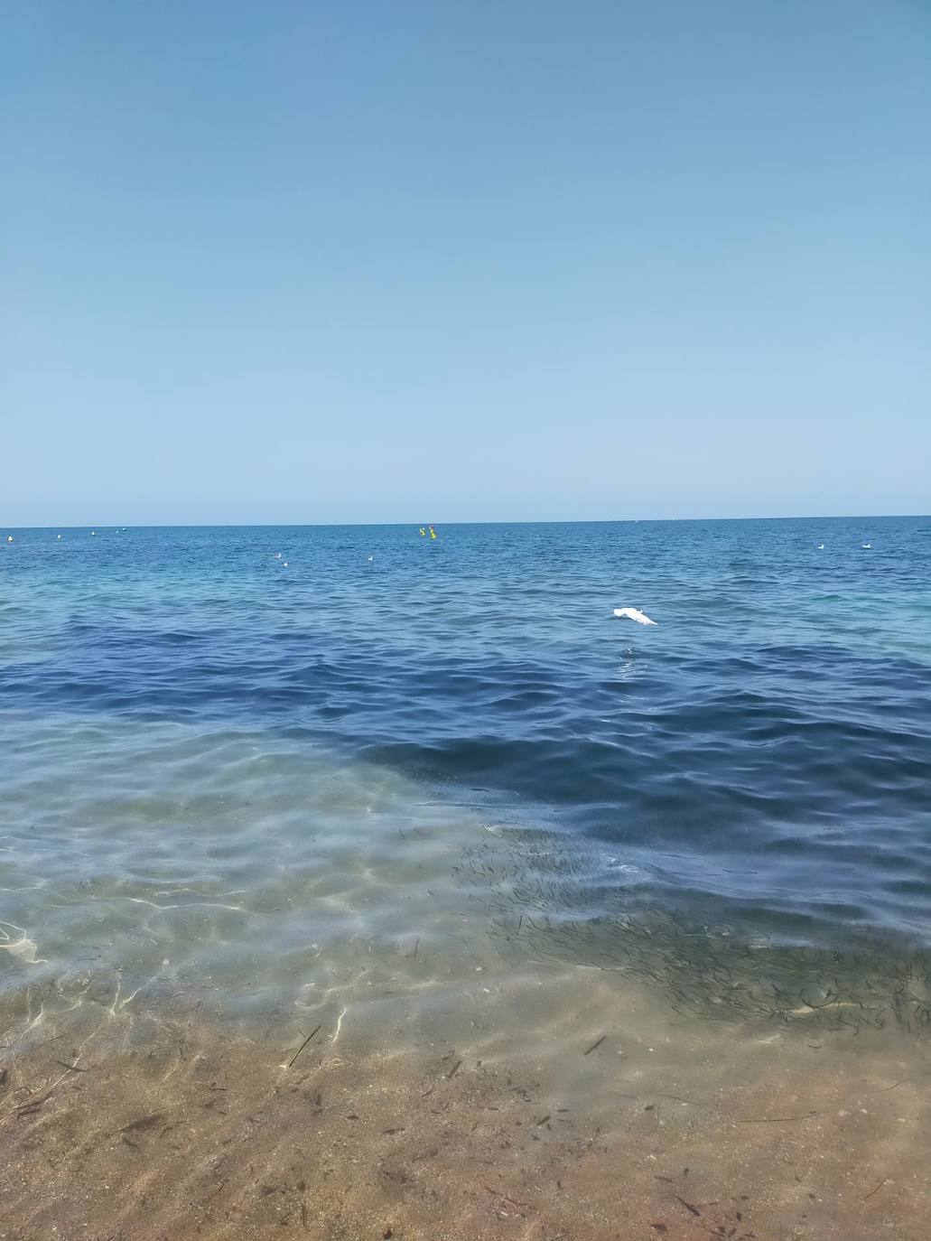Miles de alevines invaden la playa de Les Marines de Dénia