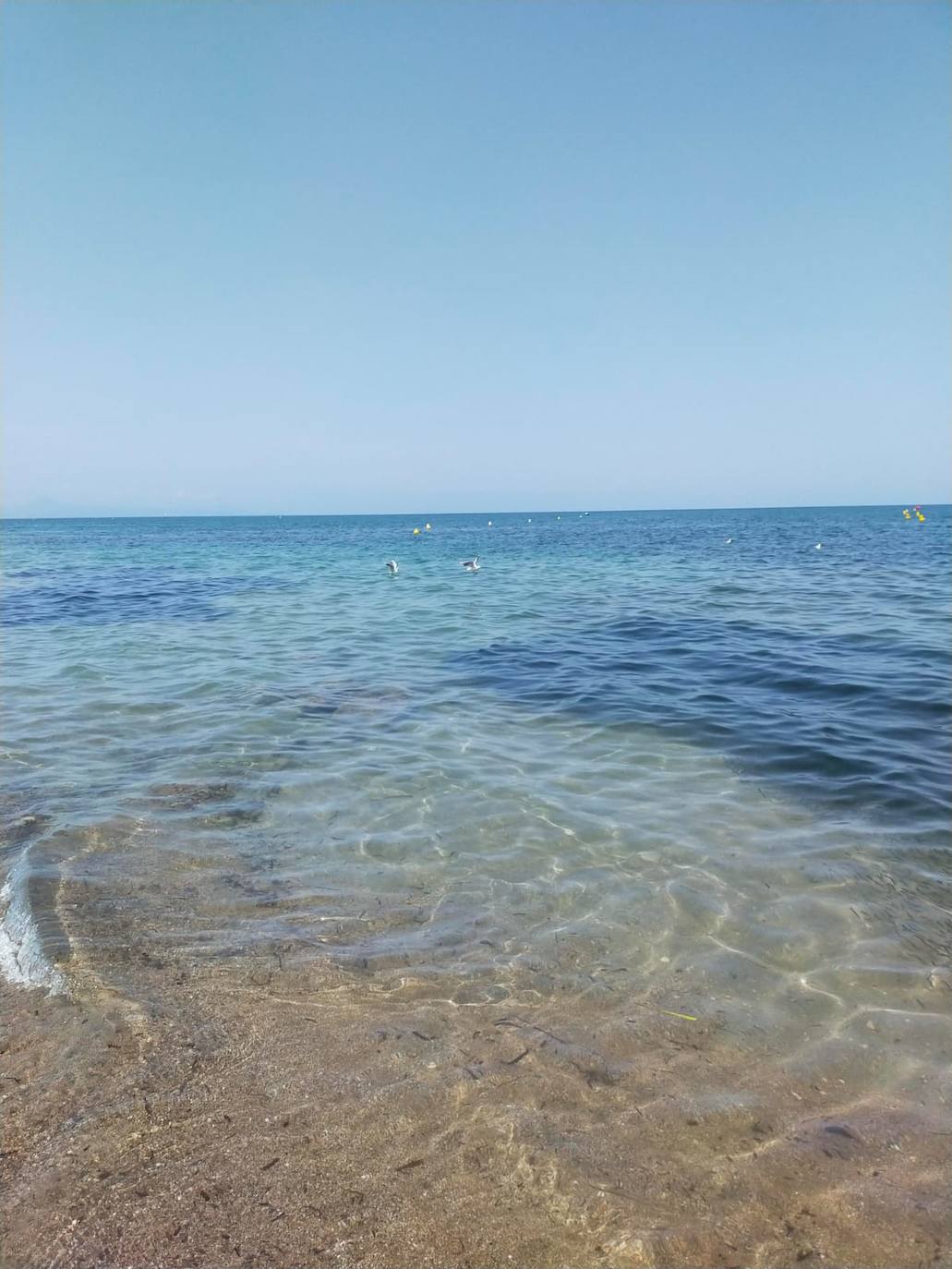 Miles de alevines invaden la playa de Les Marines de Dénia
