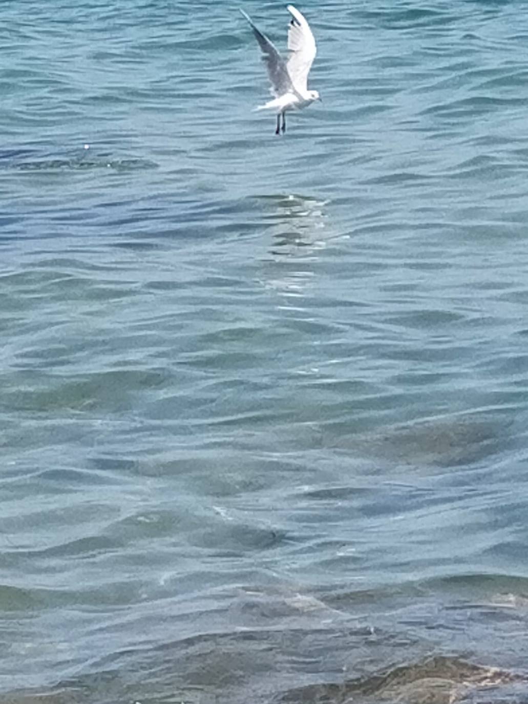 Miles de alevines invaden la playa de Les Marines de Dénia
