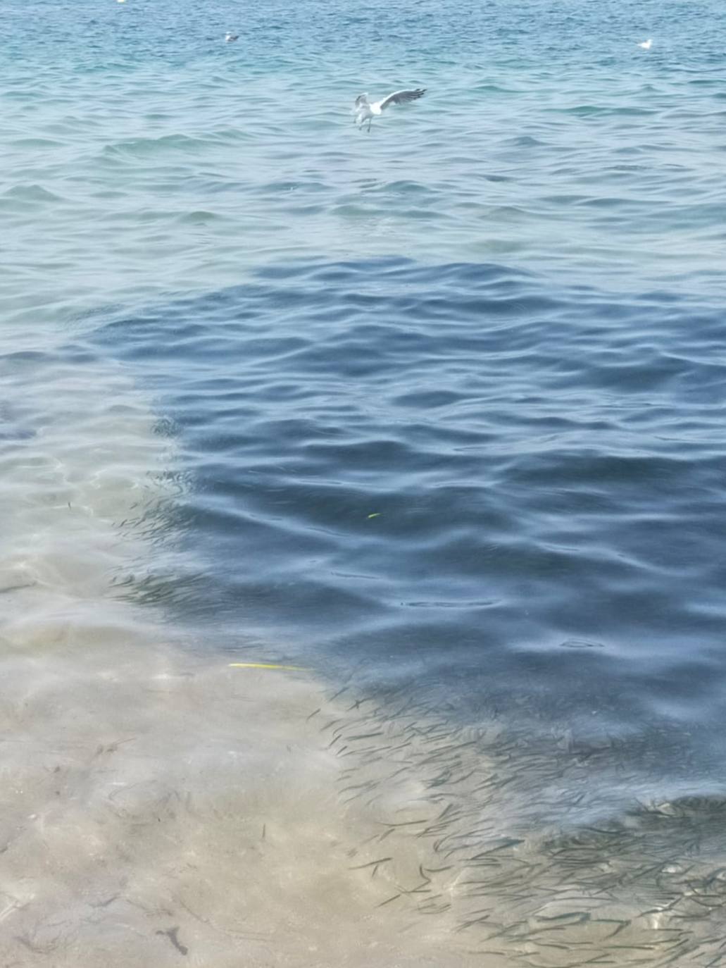 Miles de alevines invaden la playa de Les Marines de Dénia